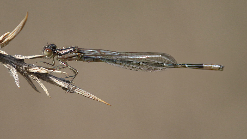 J17_3628 Austroagrion watsoni imm male.JPG